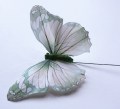 Veren vlinder wit groen 2016